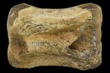 Fossil Hadrosaur (Edmontosaurus) Vertebra - Hell Creek Formation #114529-1